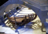 Progetto Orazio